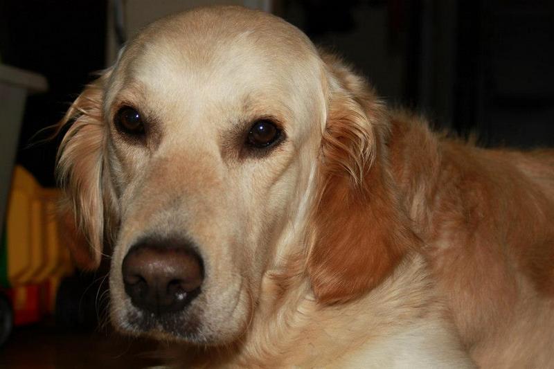 FRANEK (Biszkopt) za TM