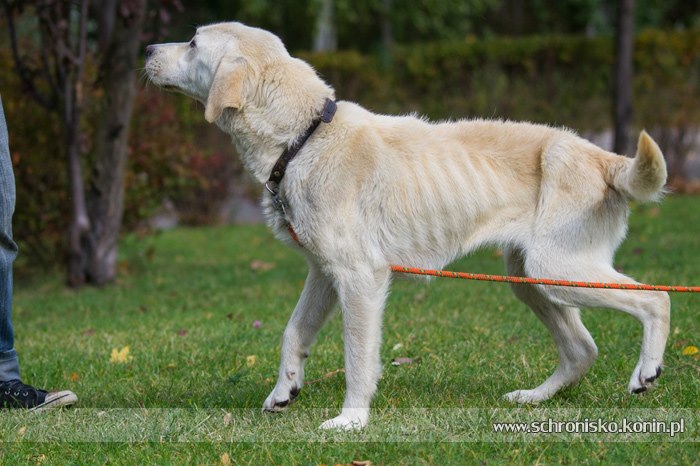 BAFI (Babetka) za TM