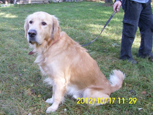 DOLCE (Słodki) za TM