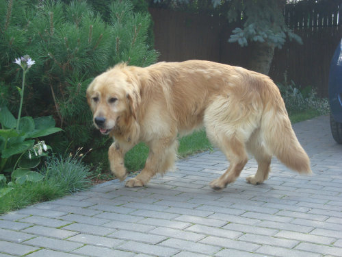 MOZART (Goran) za TM