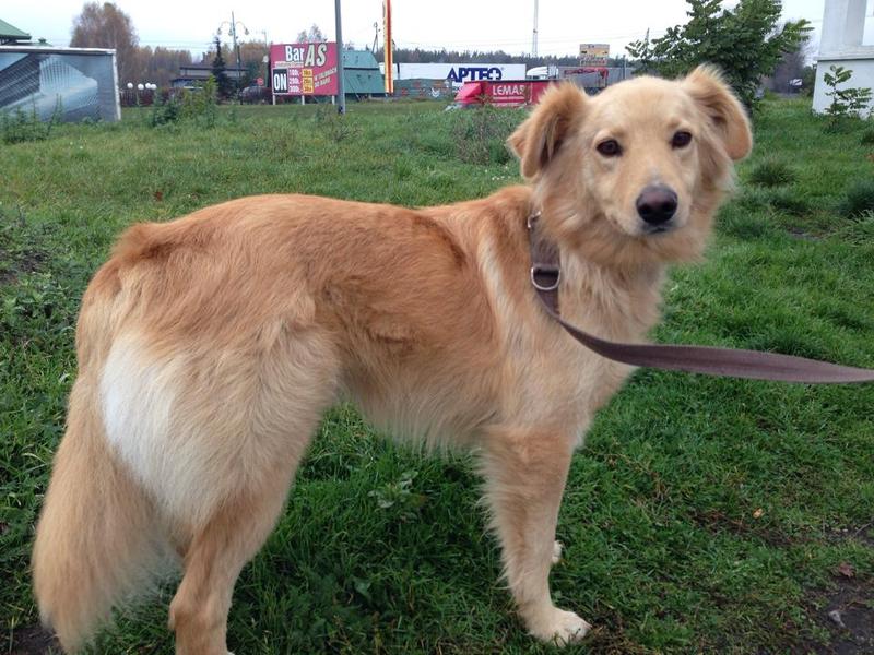 RICO (Skoczek) za TM