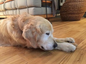 BEMOL (Brylant) za TM