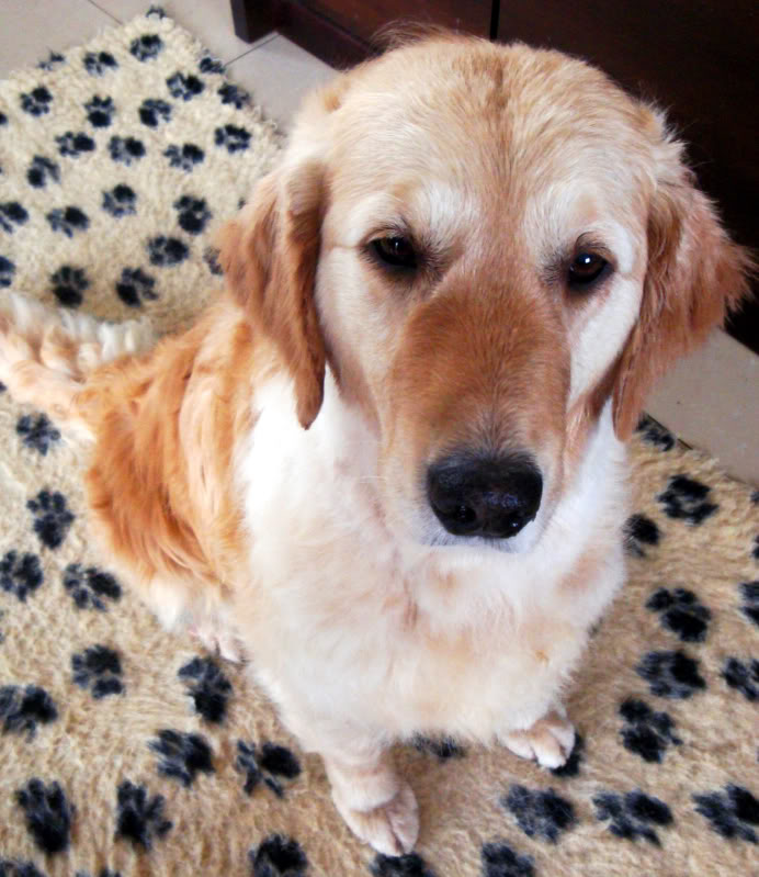 NELKA (Ginger) za TM