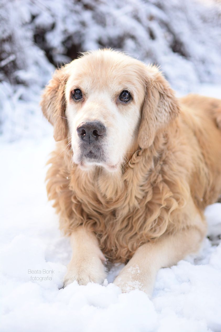 CHARLIE (CZOKO) za TM