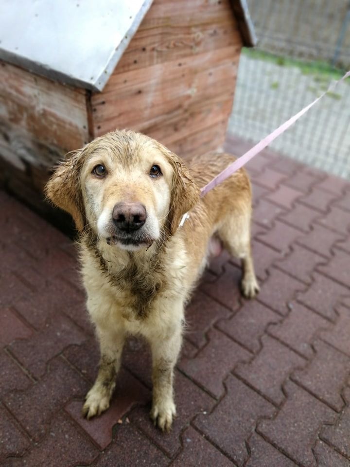 MISIA (DRUHNA) za TM