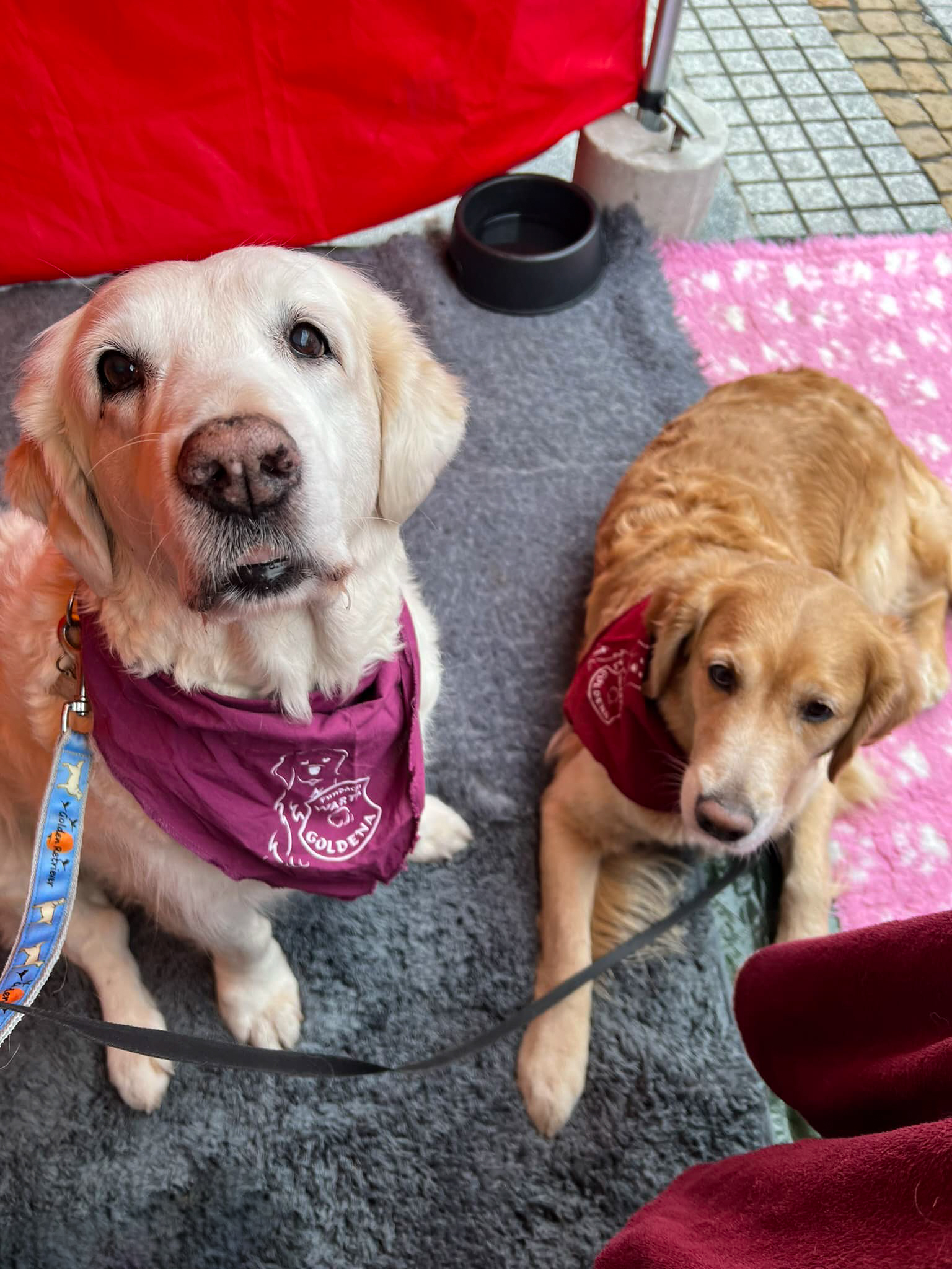 Tradycyjnie gramy razem z WOŚP! 