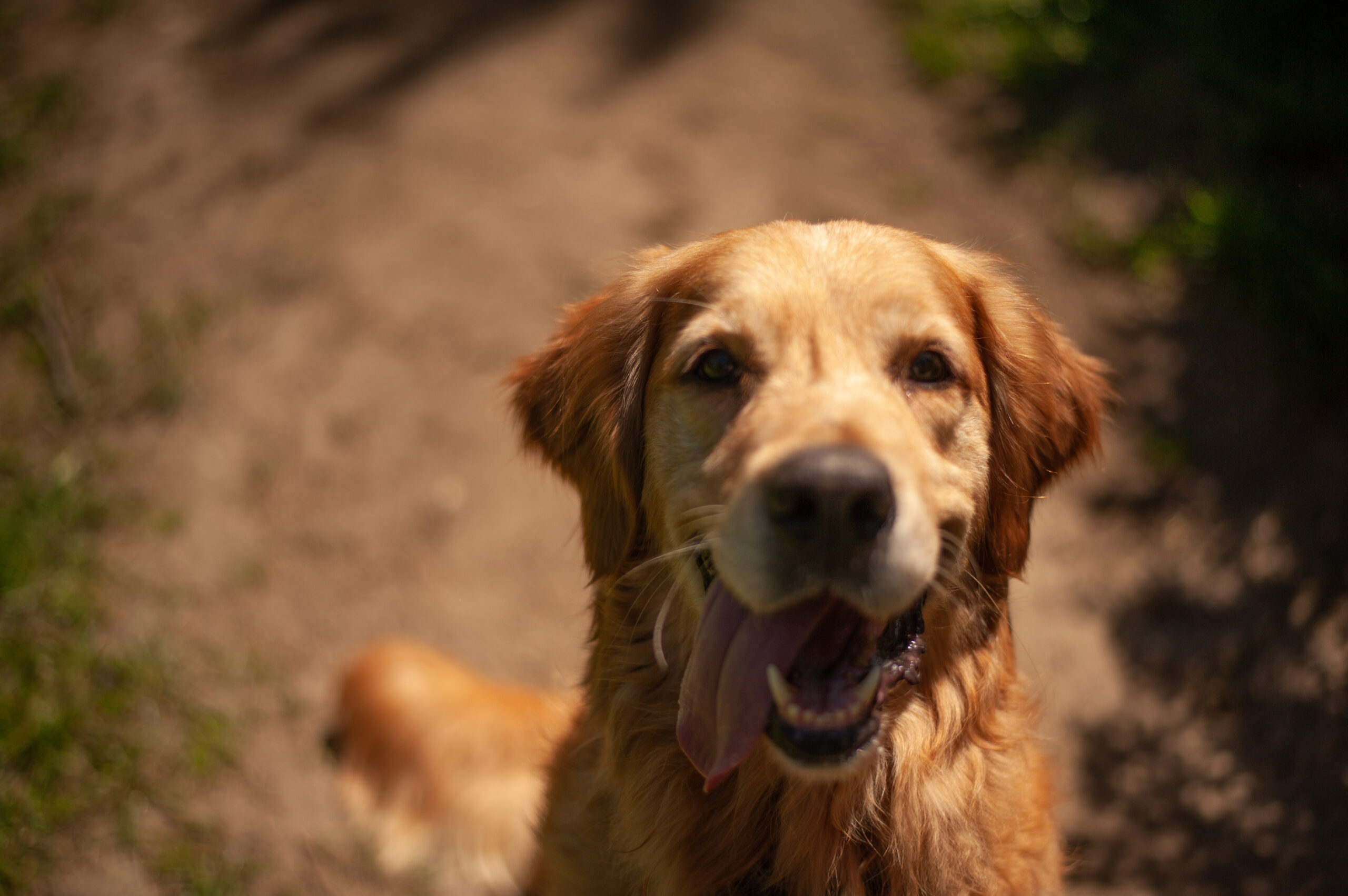 MIĘDZYNARODOWY DZIEŃ GOLDEN RETRIEVERA