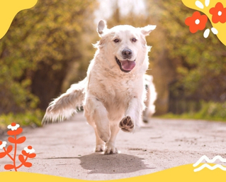 ZAPRASZAMY NA BAZAREK WIOSENNY FUNDACJI WARTA GOLDENA