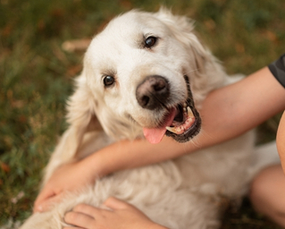 ZOSTAŃ DOMEM TYMCZASOWYM DLA GOLDENÓW I PSÓW W TYPIE RASY