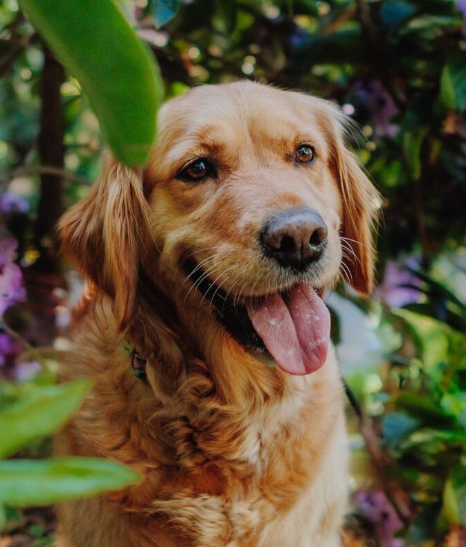 Golden retriever – historia rasy