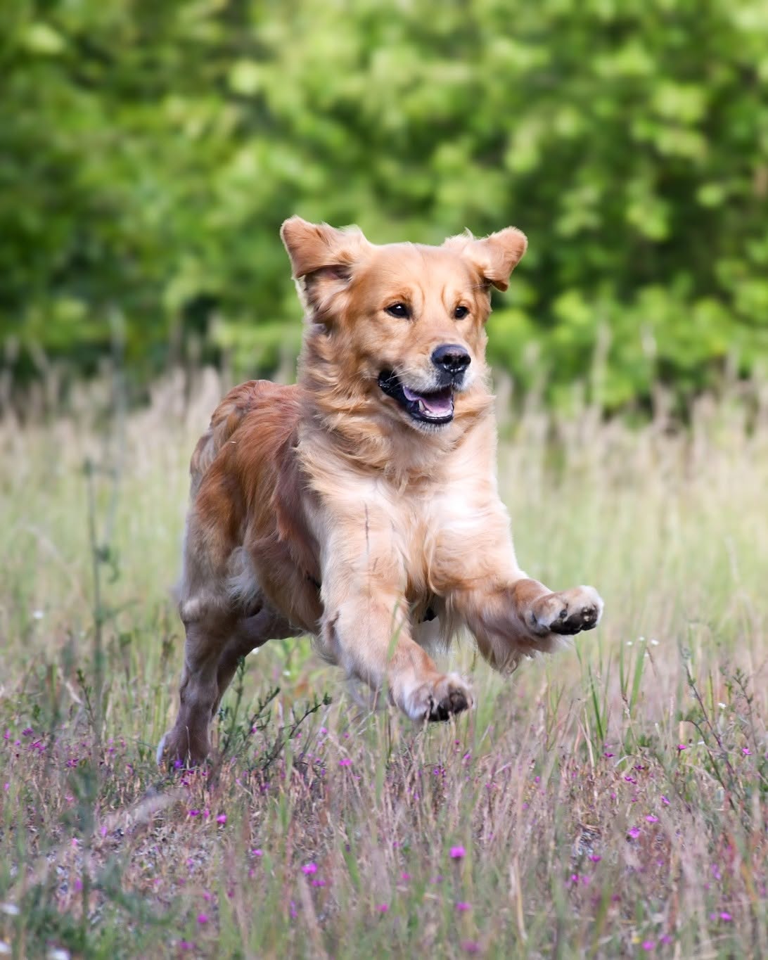 10 wzruszających adopcji Warty Goldena cz.1